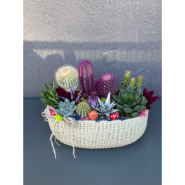 ÖZEL CANLI TERARYUM